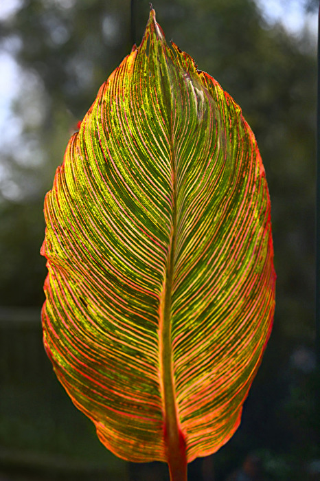 Blatt eines Indischen Blumenrohrs