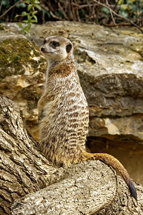 Meerkat