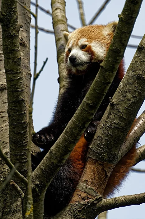 Red Panda (Cat Bear)