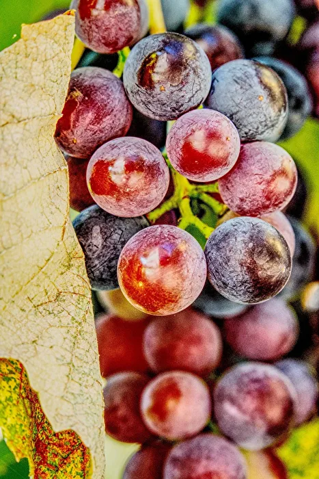 Grapes