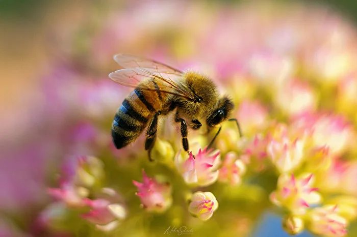 Bees