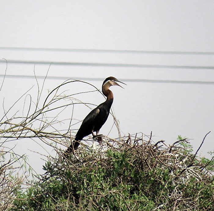 Schlangenhalsvogel