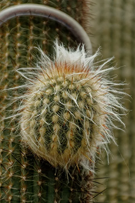 Cactus