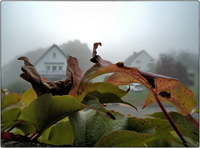 A Morning in Autumn