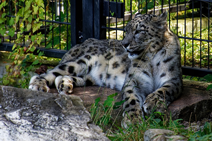 Schneelleopard
