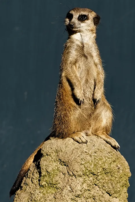 Meerkat