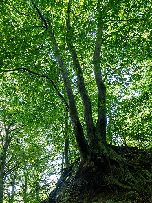 Baumgruppe von unten am Bachrand