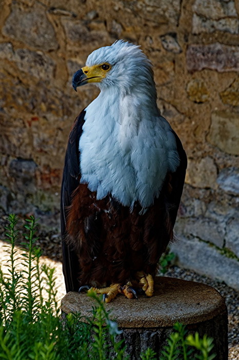Afrikanischer Schreiseeadler