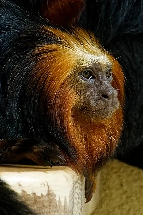 Lion Tamarin