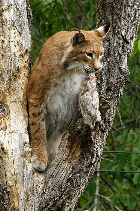 Luchs
