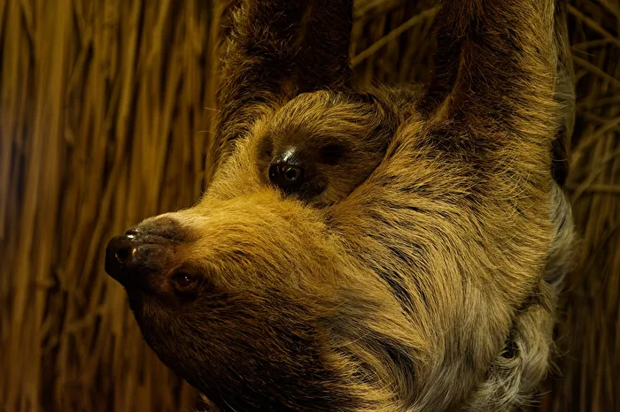 Faultier mit jung Tier