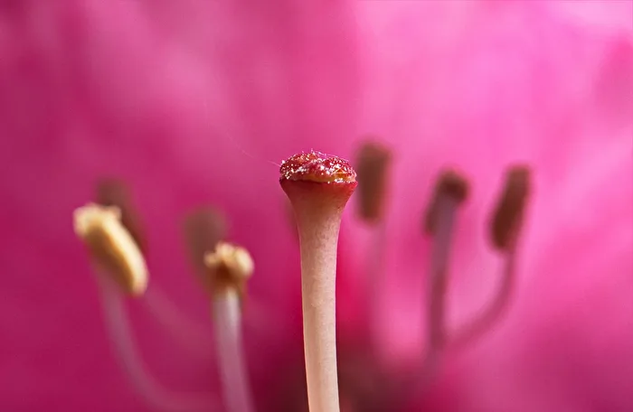 Macro