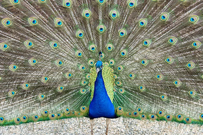 Pfauenvogel