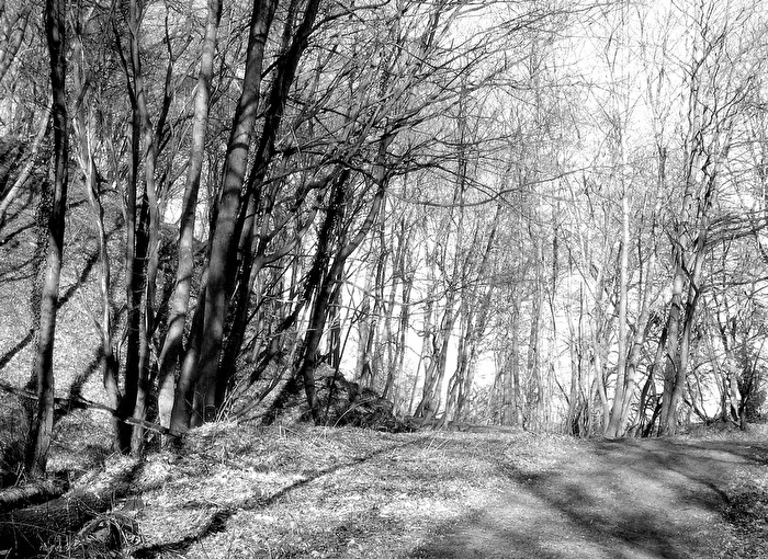 Im Wald der Buchen...