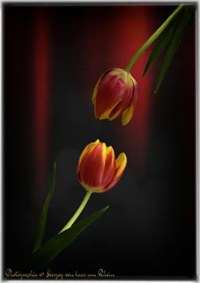 ohne Titel