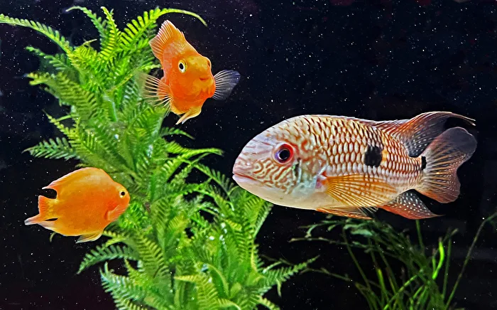 Cichlids in an aquarium