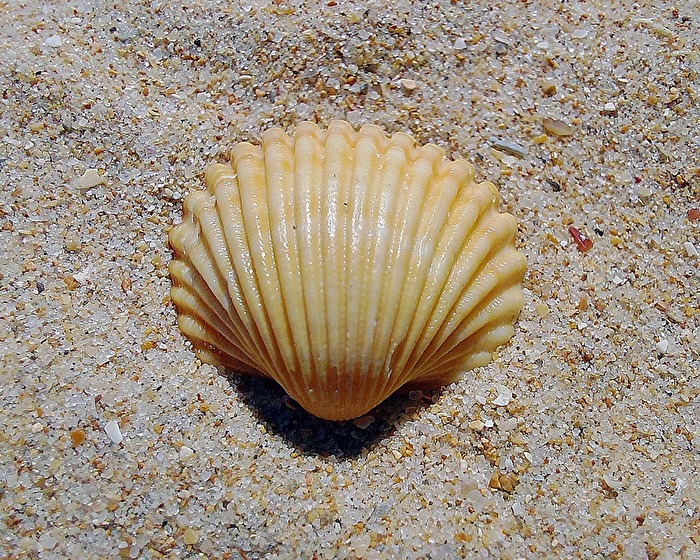 „Muschel im Sand“