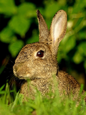 junges Kaninschen