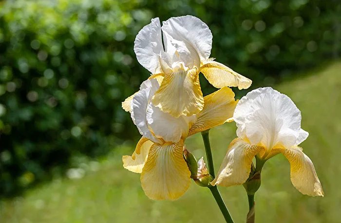 The white/yellow ones...