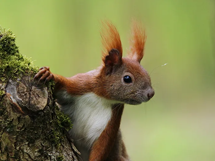 Eichhörnchen : was denn da los?