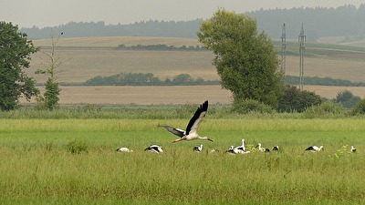 Zugvögel