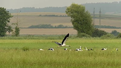 Zugvögel