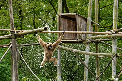 Gibbon