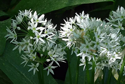 Bärlauchblüte