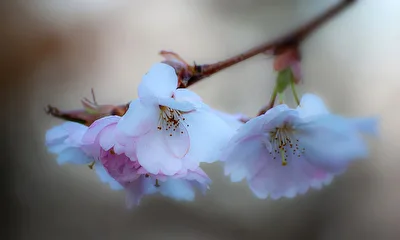 Zarte Frühlingsblüten...