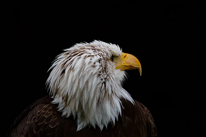 Bald Eagle Profile