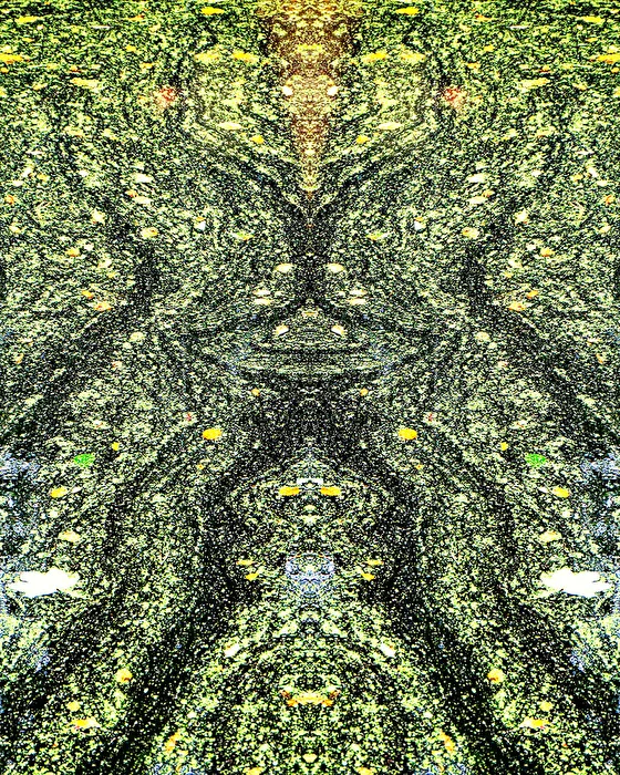 Algenschlieren auf einer Teichoberfläche (gespiegelt)