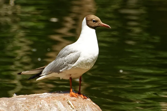 Seagull