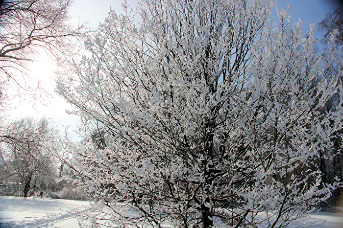 Schmuck Baum