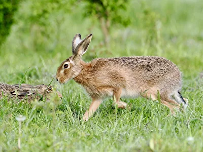 Hase
