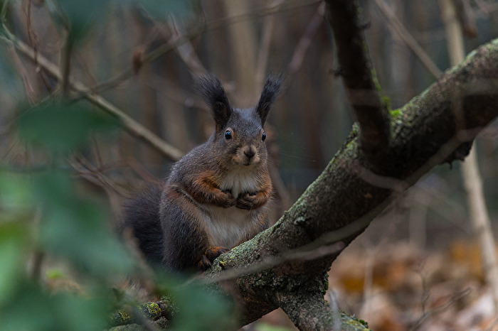 “Soll ich die Nuss nehmen?”