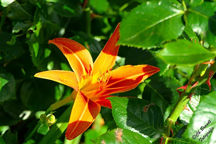 Daylily!