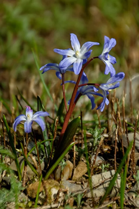 Blue Star