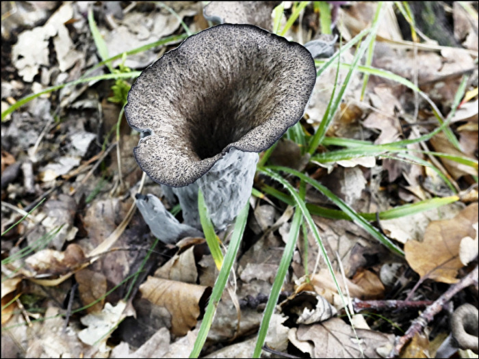 Pilze