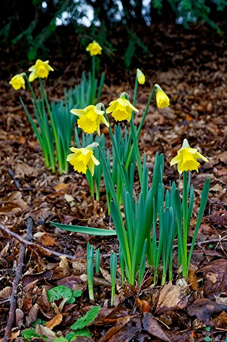 Daffodils