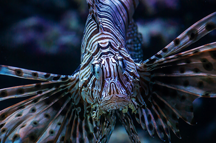 Feuerfisch