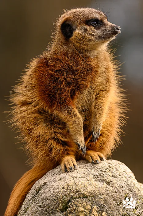 Der Wächter von Hellabrunn
