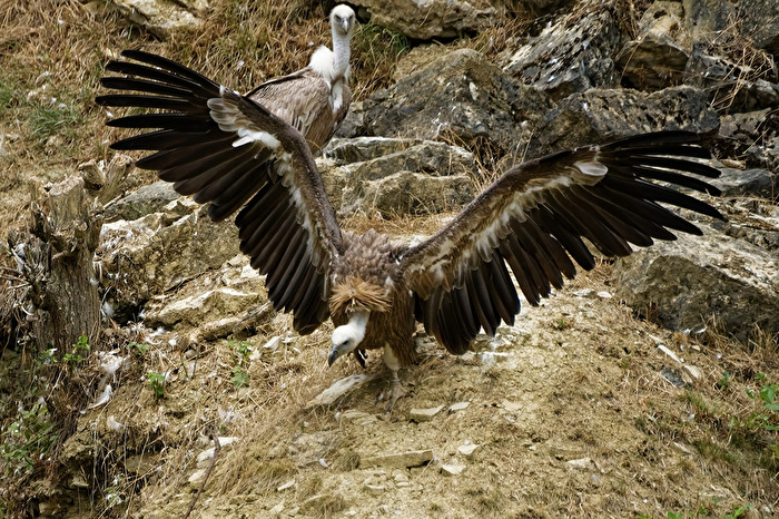 Gänsegeier