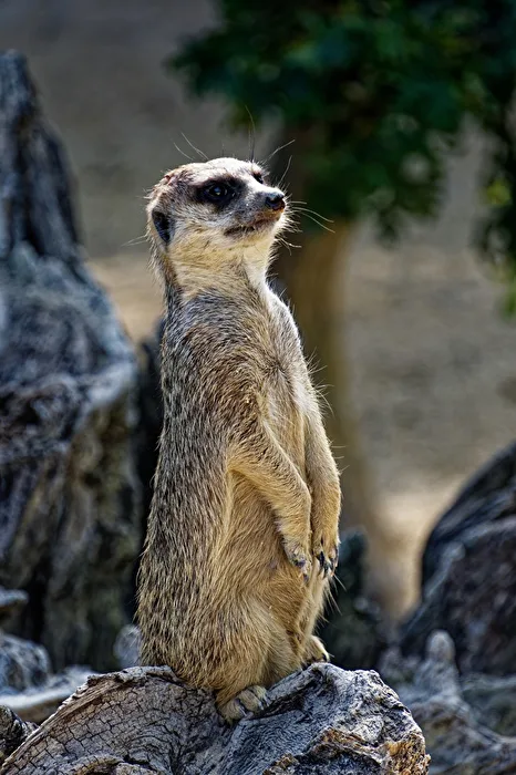Meerkat