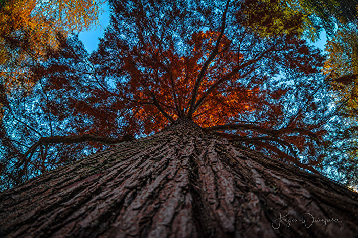 Herbstkrone
