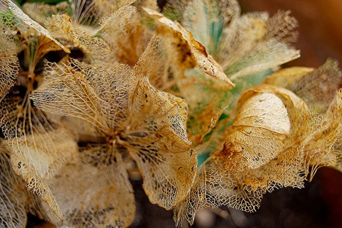 Hydrangea, what remains...