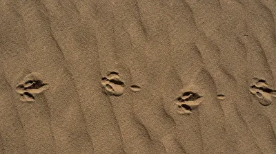 deine Spuren im Sand....