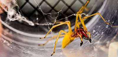 Spinne in der Becherlupe 1