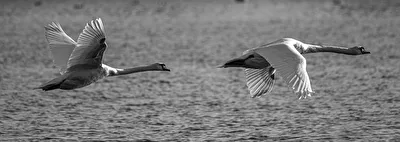Schwanenflug