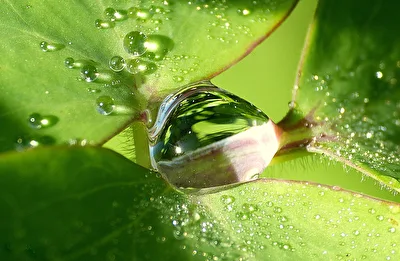  Morgentau - Wassertropfen