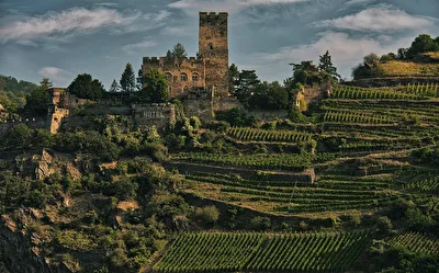 Hauswein